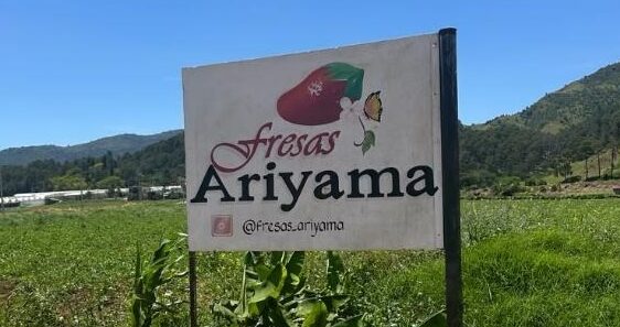 Fresas Ariyama